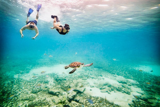 Wide shot underwater view of couple snorkeling near sea turtle swimming in tropical sea