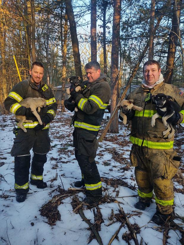 five-puppies-saved-in-michigan.jpg 