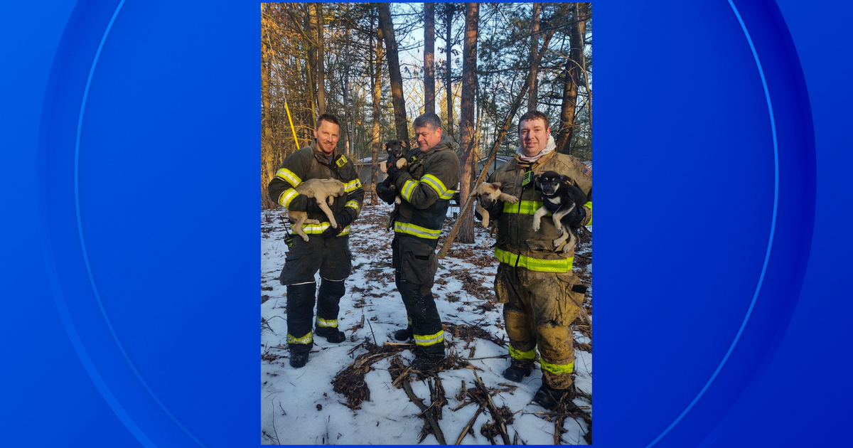 Michigan firefighters rescue 5 puppies from house fire - CBS Detroit
