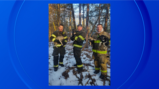 5-puppies-saved-from-fire-michigan.png 