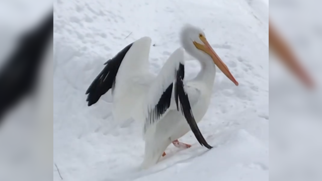 tahoe-pelican.png 