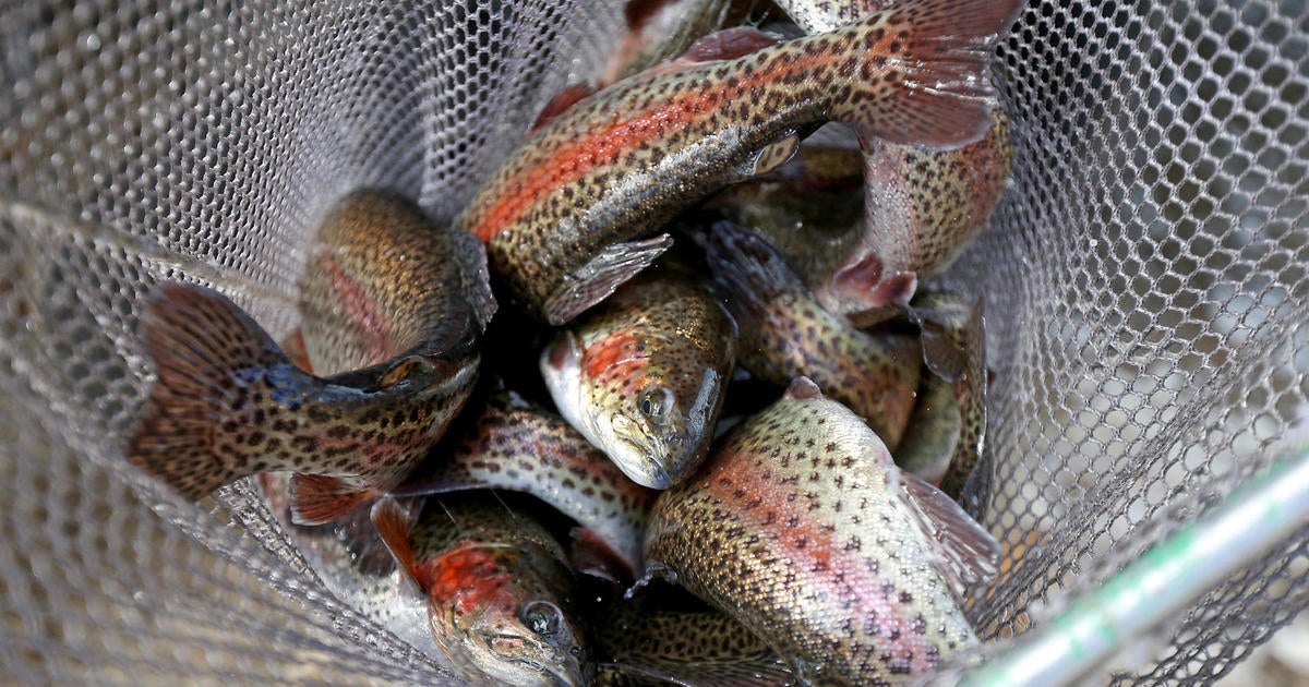 2023 Trout Season Begins - Cbs Pittsburgh