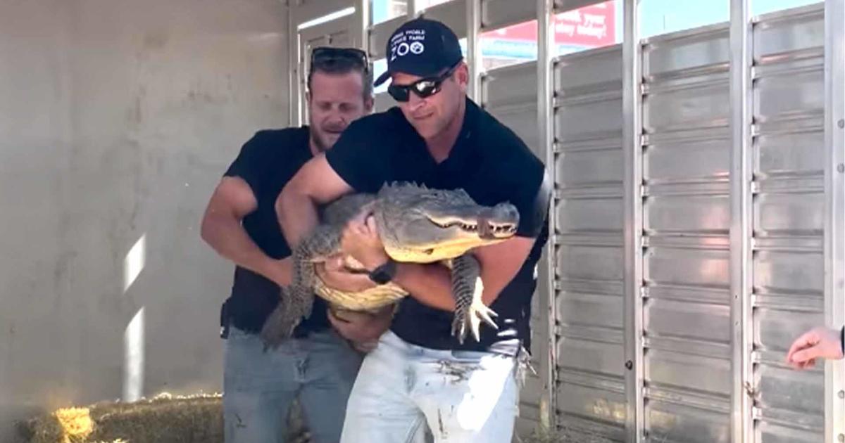 Alligator believed to have been stolen from a zoo more than 20 years ago returns to same zoo