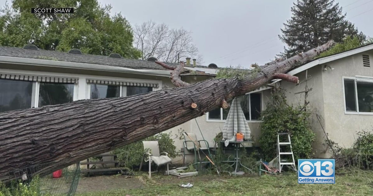 Local arborists stay busy, taking steps for tree troubles