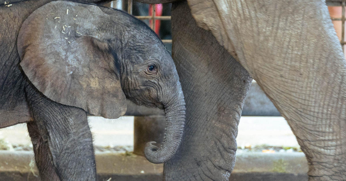 It’s a boy! Dallas Zoo announces birth of baby elephant