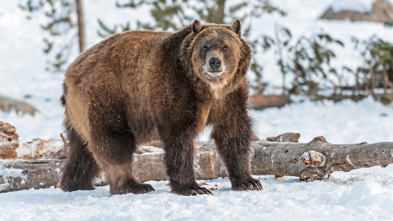Stories About Yellowstone National Park CBS Miami