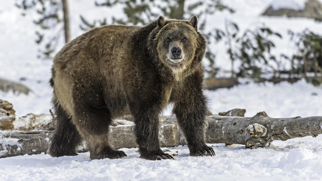 The grizzly bear (Ursus arctos horribilis), also known as the silvertip bear, the grizzly, or the North American brown bear, is a subspecies of brown bear (Ursus arctos). Out in the winter. 