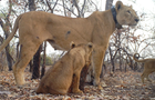 panthera-senegal-lion-niokolokoba-09.png 