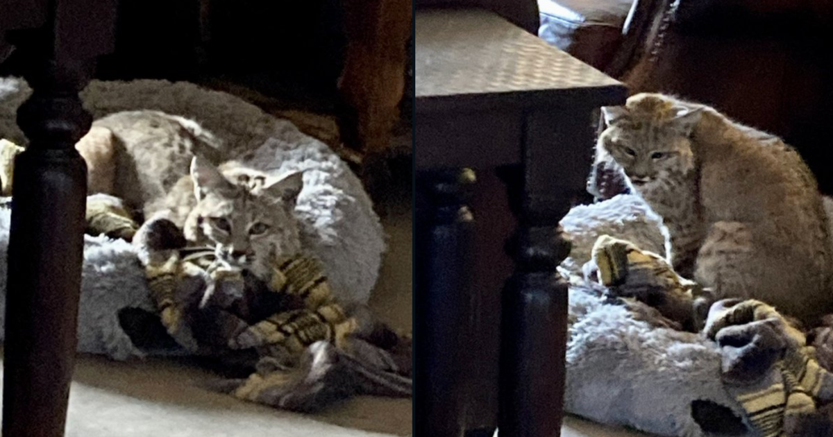 An Arizona resident came home to a bobcat in the dog's bed. Here's what  you're supposed to do if you come in contact with the animal. - CBS News