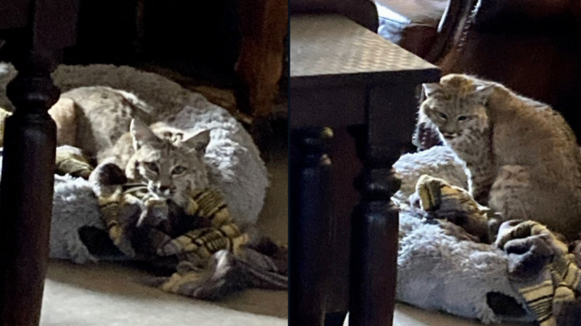 We thought this was just a massive house cat in our backyard, but could it  be a poisoned bobcat? : r/LosAngeles