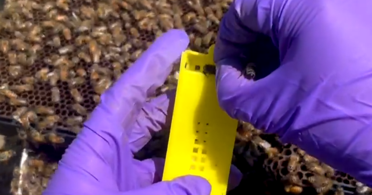 How does the world’s first vaccine for honeybees work? “It’s like magic”