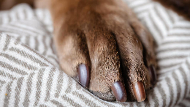 Dog Paw of a Chocolate Labrador 