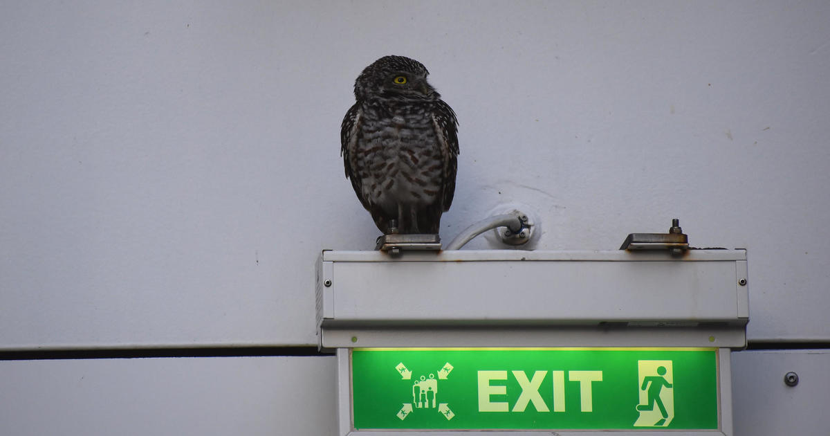 Stowaway owl takes two-week Caribbean cruise before being captured