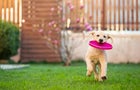 Frisbee 