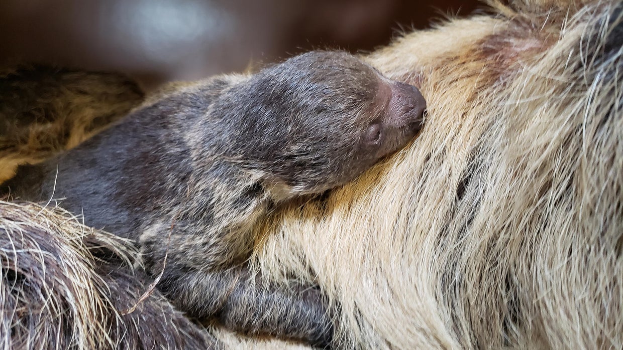 New baby sloth born at Stone Zoo 'closely attached to mom' - CBS Boston