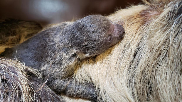 baby-sloth-zoo.jpg 
