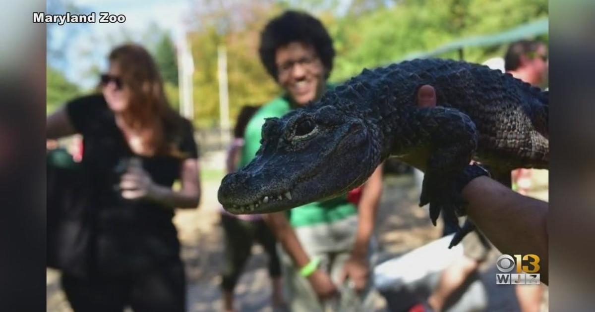 Maryland Zoo to host summer camp for adults