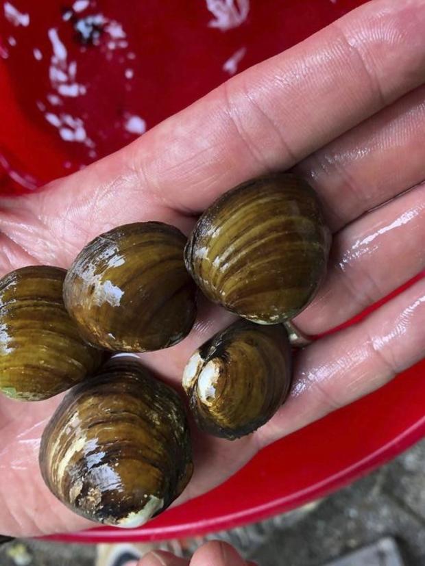 Mussels Threatened 