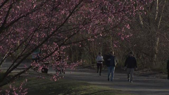 Cherry blossoms blooming in Central Park. 