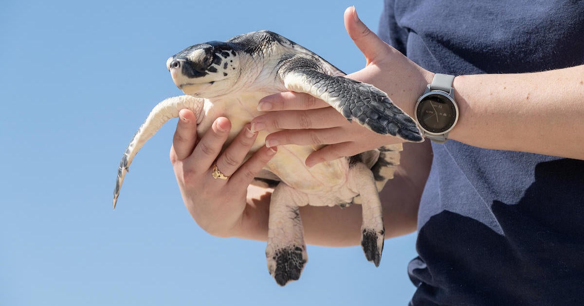 National Aquarium returns 25 rehabilitated turtles home - CBS Baltimore