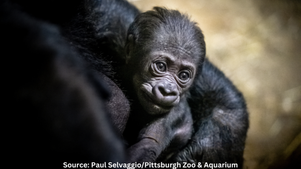 pittsburgh-zoo-newborn-gorilla-1.png 