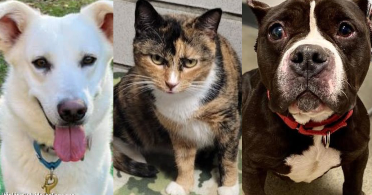 Adoptable pets Harrison, Maggie and Bertha: Furry Tails