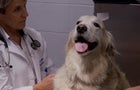 0312-60minutes-cooper-oncology-1789712-640x360.jpg 