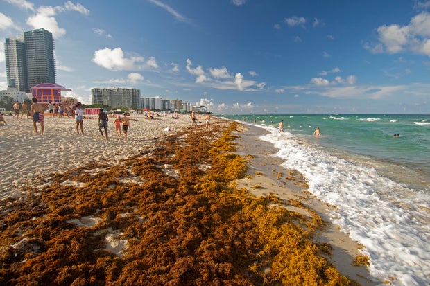 Rafts of brown seaweed, Sargassum sp., pile up on the shore of Miami Beach, Florida, USA 