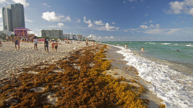 Rafts of brown seaweed, Sargassum sp., pile up on the shore of Miami Beach, Florida, USA 