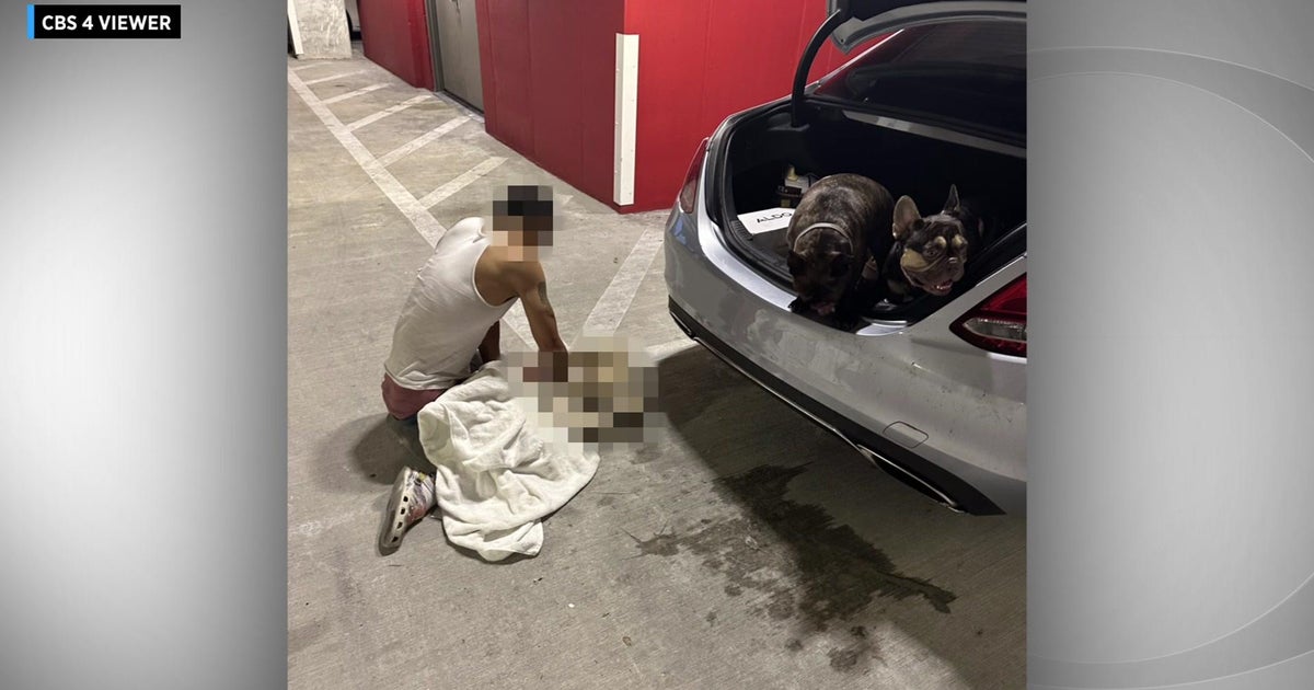 Fort Lauderdale police examine report of felony animal neglect in fatalities of puppies