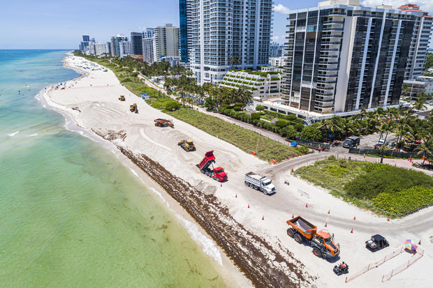 Miami Beach, Florida, aerial view of public beach restoration with Sargassum, smelly seaweed that's been traversing the Atlantic Ocean in massive clumps 