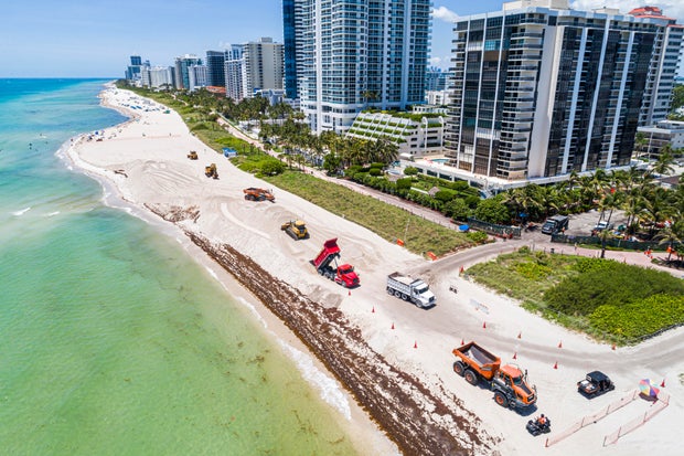 Miami Beach, Florida, aerial view of public beach restoration with Sargassum, smelly seaweed that's been traversing the Atlantic Ocean in massive clumps 