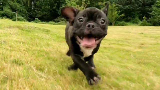 French bulldog named the most popular dog breed in the U.S. - CBS News