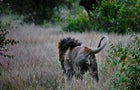 KENYA-NATURE-WILDLIFE 