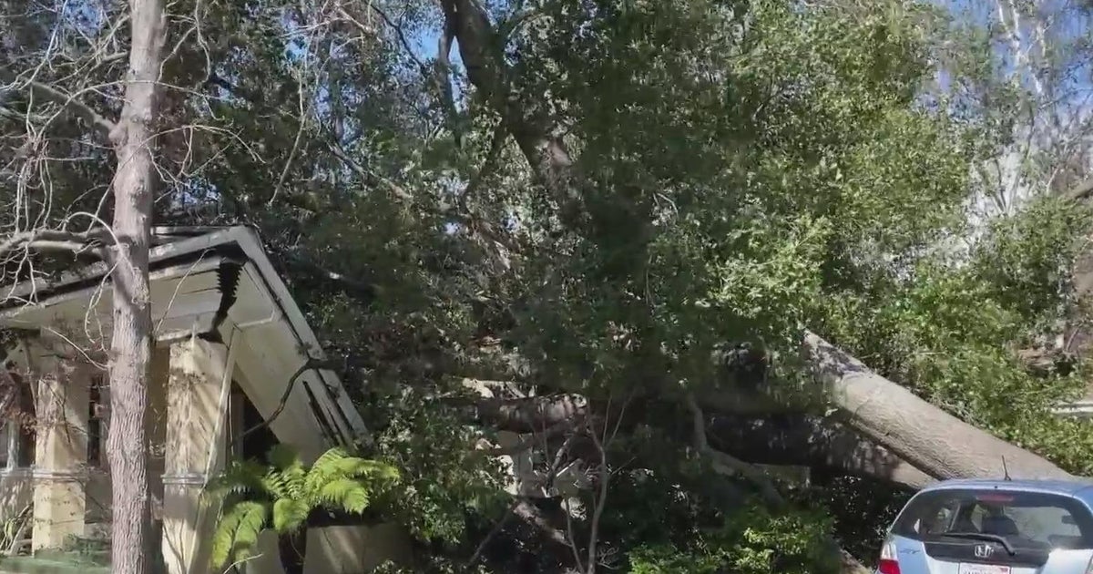 Wind topples multiple trees in Palo Alto - CBS San Francisco