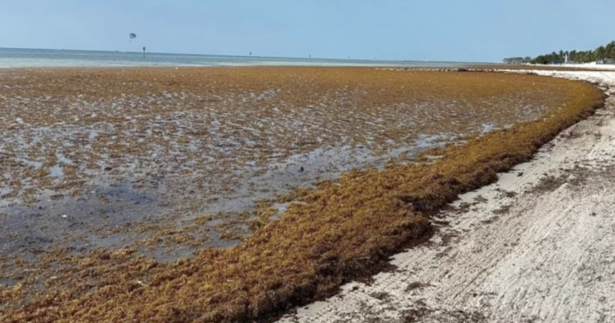 A 5,000-mile-huge blob of seaweed is headed for Florida, threatening tourism throughout the Caribbean