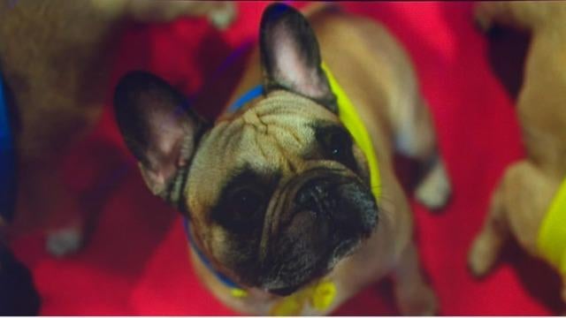cbsn-fusion-american-kennel-club-most-popular-dog-breed-french-bulldogs-thumbnail-1802308-640x360.jpg 