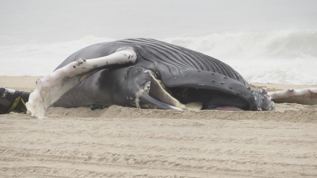 Offshore Wind Dead Whales 