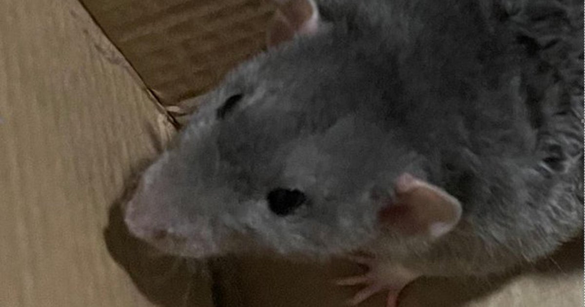 Man arrested for 'threatening' MBTA riders with pet rat named Jerry
