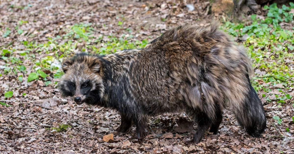 New genetic analysis finds clues to animal origin of COVID outbreak