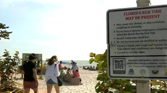 Florida beaches could be dealt a one-two punch of red tide and seaweed blob 