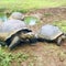 Nature: Gal&aacute;pagos Tortoises
