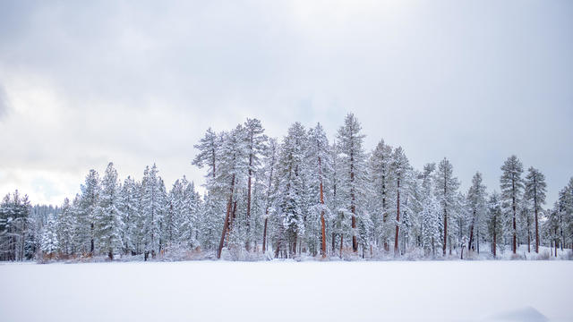 Trees on snow covered field against sky,Shasta County,California,United States,USA 