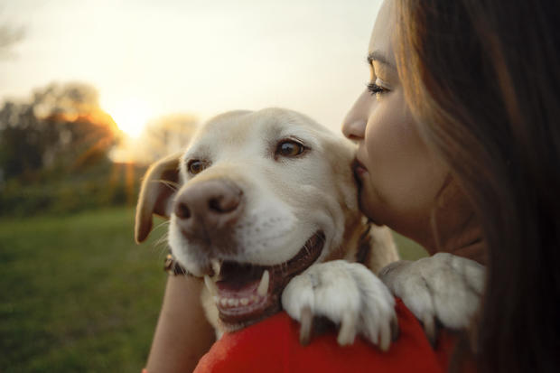 Pet insurance coverage plan for canines: Important data to know