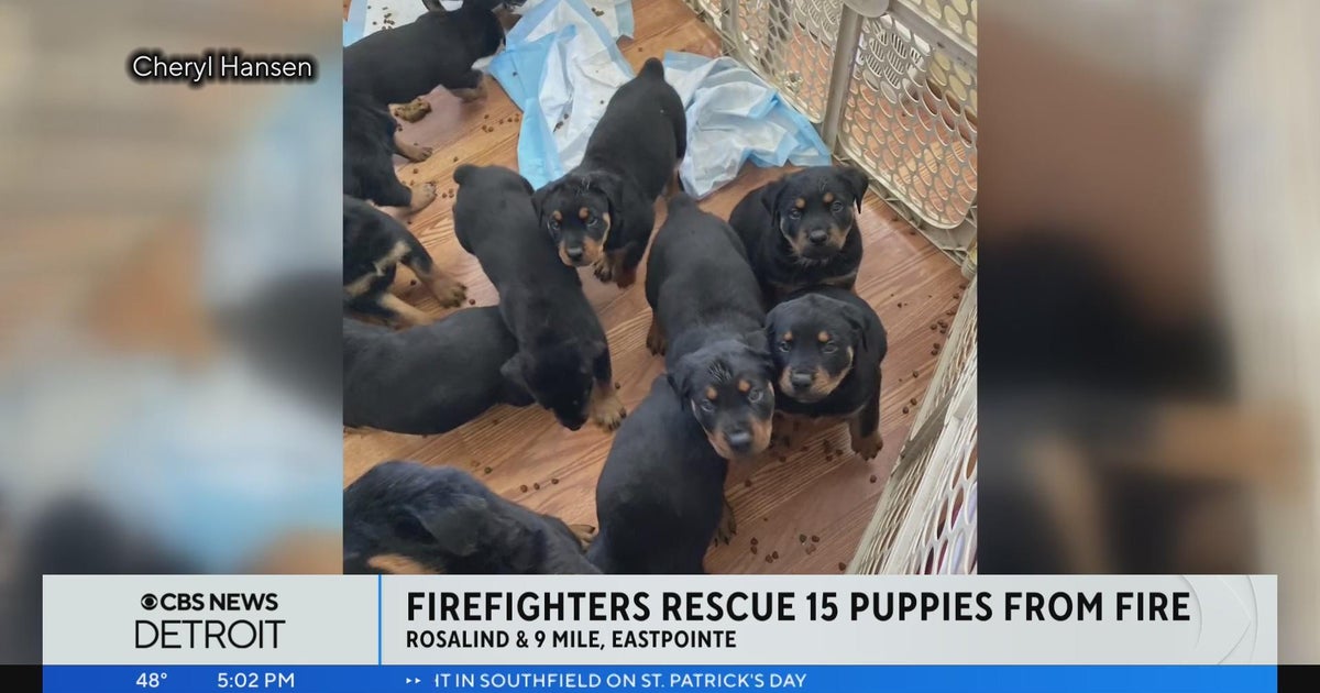 Firefighters rescue 15 puppies from Eastpointe fire - CBS Detroit