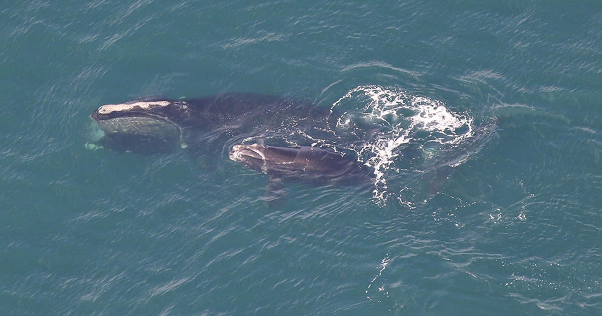 First right whale mom and calf pair arrive in Cape Cod Bay for the ...