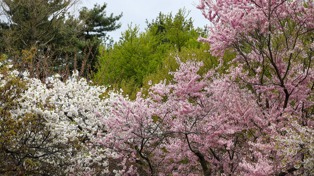 Brooklyn Botanic Garden in NYC 