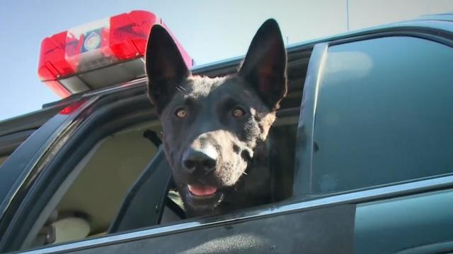 Bill to ban police from using a K9 for crowd control moves to the Assembly Appropriations Committee 