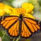 Monarch butterfly presence in Mexican forests drops 22%, report says