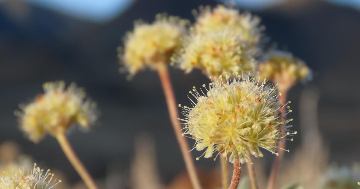 Nevada lithium mine might doom rare wildflower, conservationists say